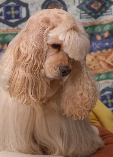 English Cocker Spaniel Puppies Brown