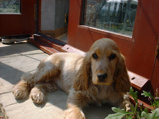 English Cocker Spaniel Puppies Brown