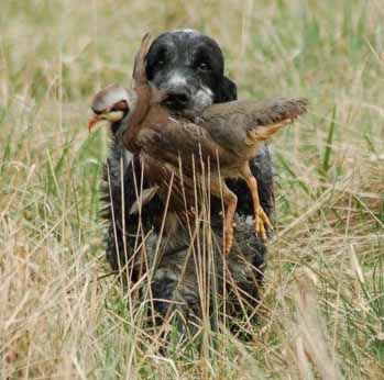 English Cocker Spaniel Puppies For Sale