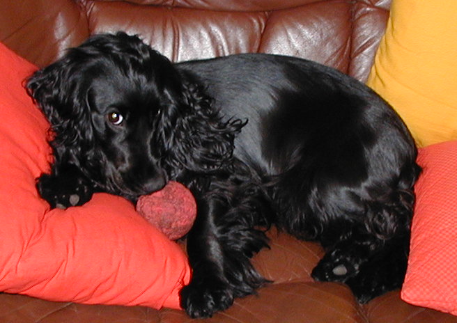 English Cocker Spaniel Puppies For Sale