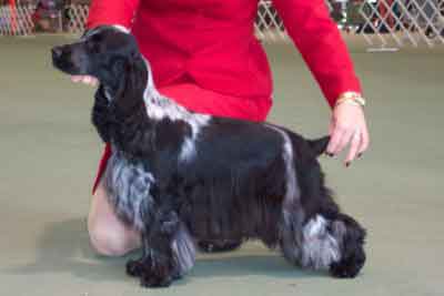 English Cocker Spaniel Puppies For Sale