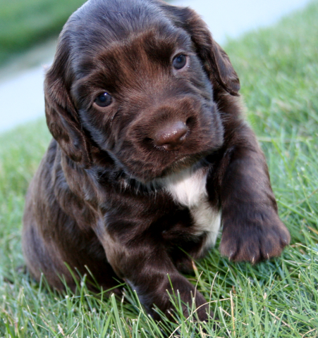 English Cocker Spaniel Puppies For Sale