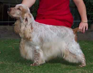 English Cocker Spaniel Puppies For Sale