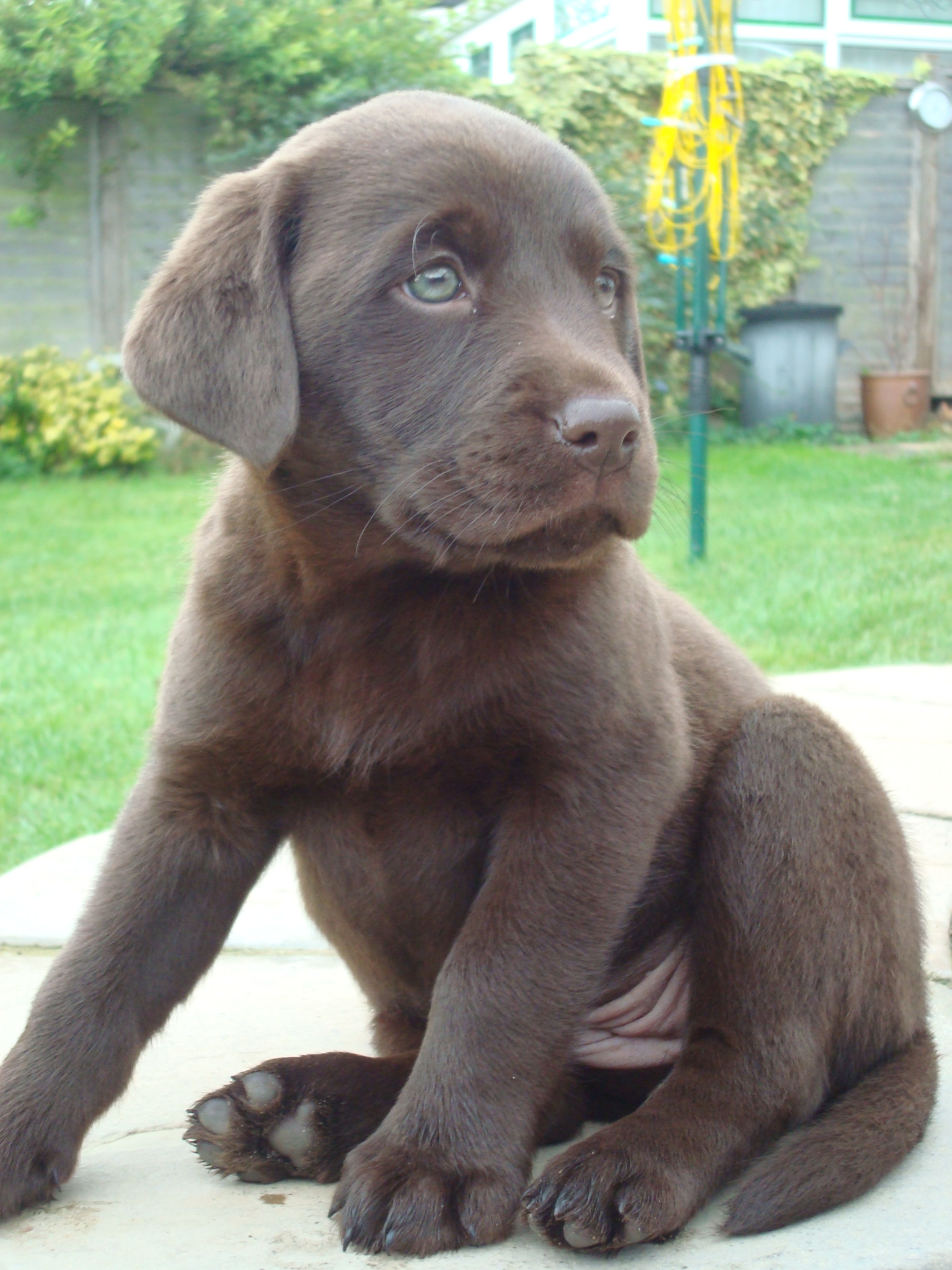 English Cocker Spaniel Puppies For Sale In California