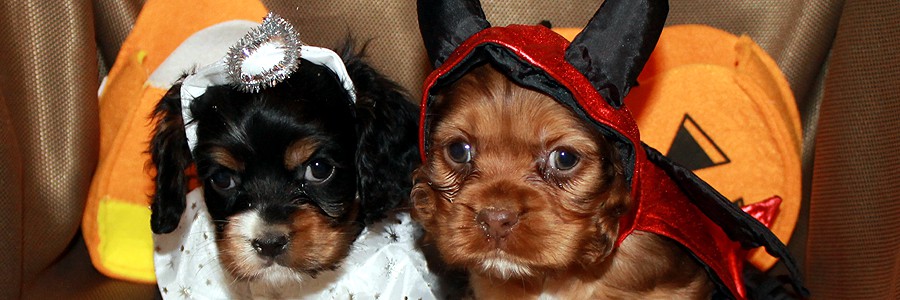 English Cocker Spaniel Puppies For Sale In California