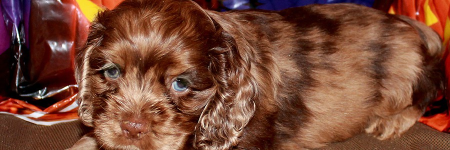 English Cocker Spaniel Puppies For Sale In California