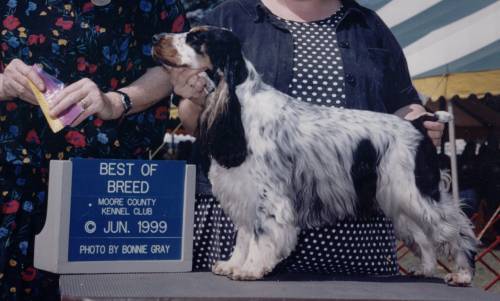 English Cocker Spaniel Puppies For Sale In Colorado