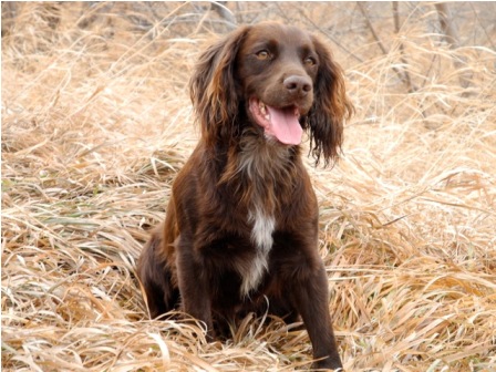 English Cocker Spaniel Puppies For Sale In Colorado