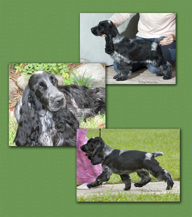 English Cocker Spaniel Puppies For Sale In Georgia