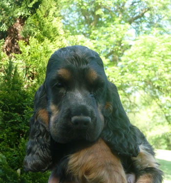 English Cocker Spaniel Puppies For Sale In Georgia