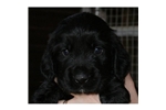 English Cocker Spaniel Puppies For Sale In Georgia