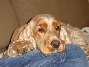 English Cocker Spaniel Puppies For Sale In Georgia