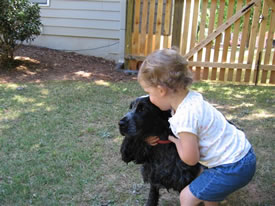 English Cocker Spaniel Puppies For Sale In Pa