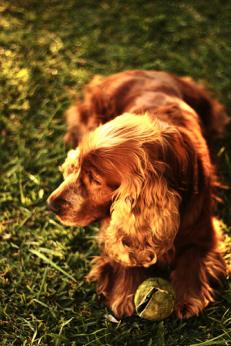 English Cocker Spaniel Puppies For Sale In Pa