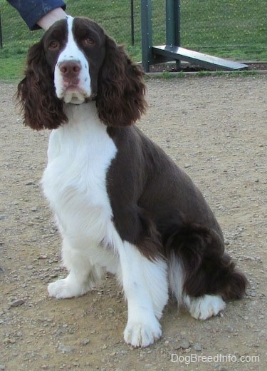 English Cocker Spaniel Puppies For Sale In Sc