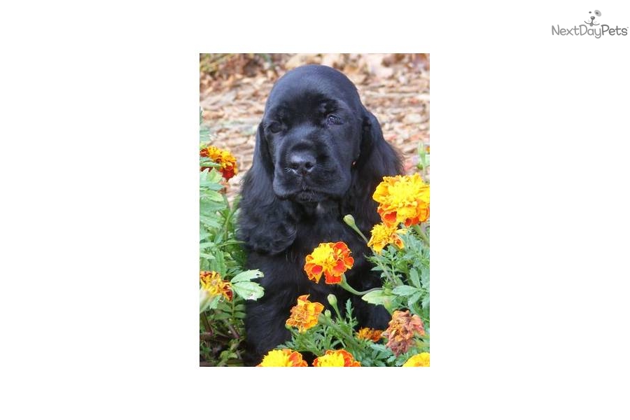 English Cocker Spaniel Puppies For Sale In Sc