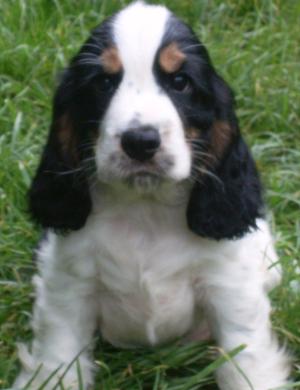 English Cocker Spaniel Puppies For Sale Uk