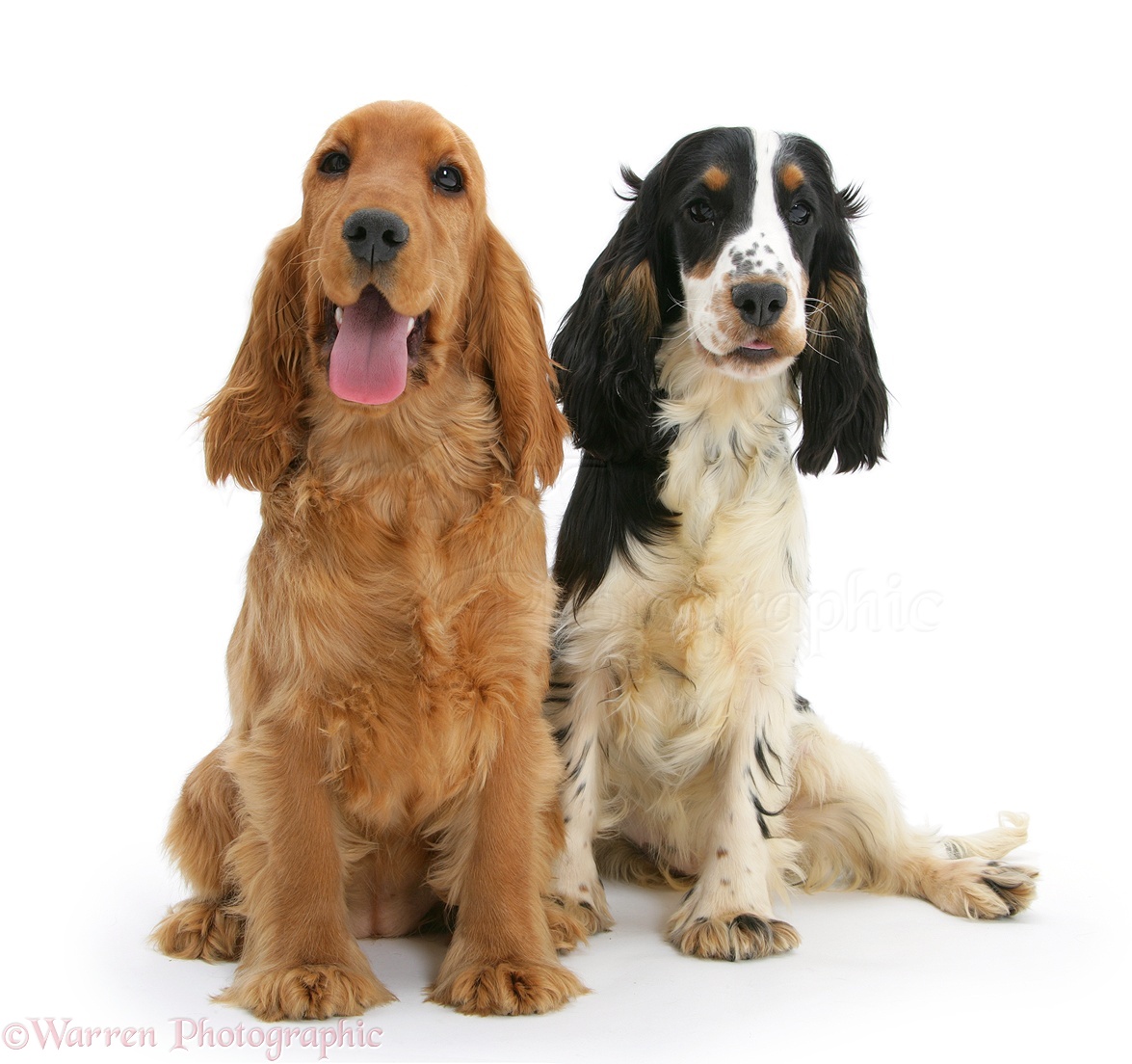 English Cocker Spaniel Puppies Golden