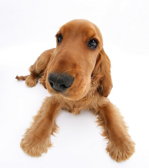 English Cocker Spaniel Puppies Golden