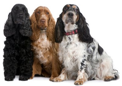 English Cocker Spaniel Puppies Images