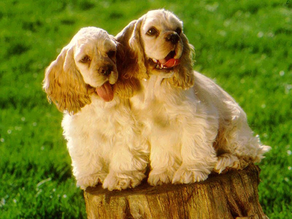 English Cocker Spaniel Puppies Images