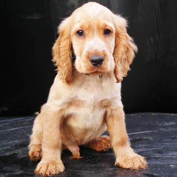 English Cocker Spaniel Puppies Images