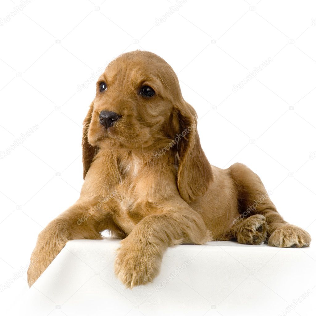 English Cocker Spaniel Puppies Images