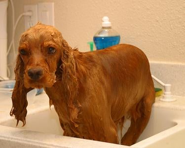 English Cocker Spaniel Puppies Pictures