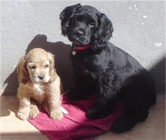 English Cocker Spaniel Puppies Pictures