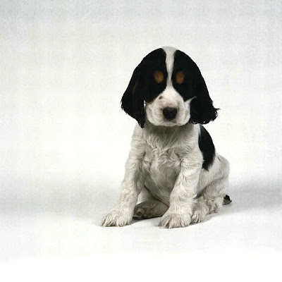 English Cocker Spaniel Puppies Pictures