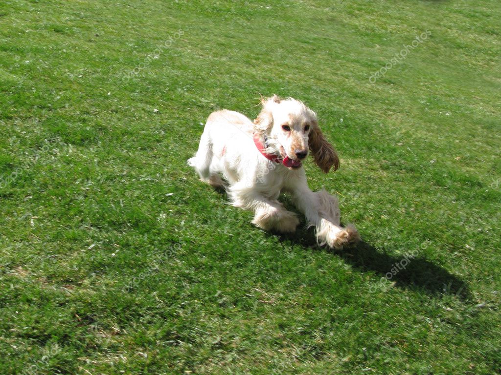 English Cocker Spaniel Puppies Pictures