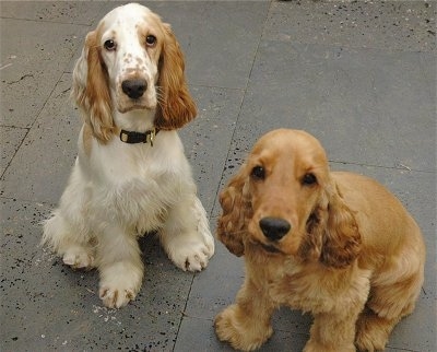 English Cocker Spaniel Puppies Wallpaper