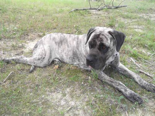 English Mastiff Brindle