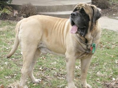 English Mastiff Brindle