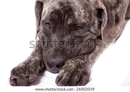 English Mastiff Brindle