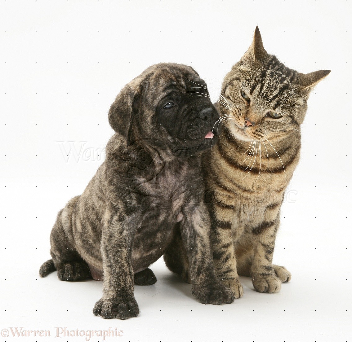 English Mastiff Brindle