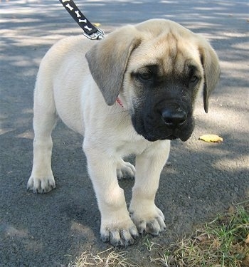 English Mastiff Brindle