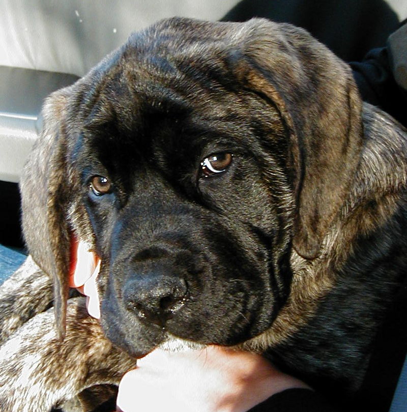 English Mastiff Brindle