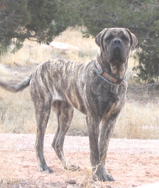 English Mastiff Brindle