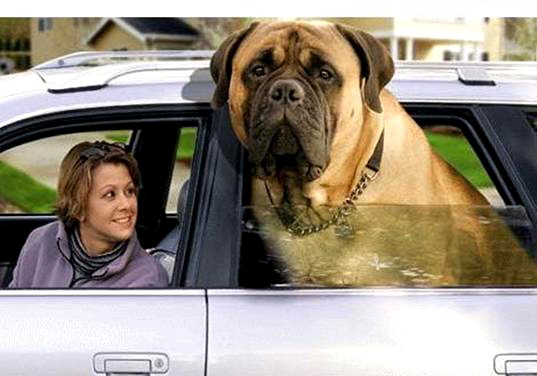 English Mastiff Dog Full Grown