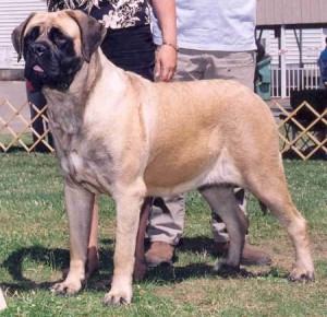 English Mastiff Dog Full Grown