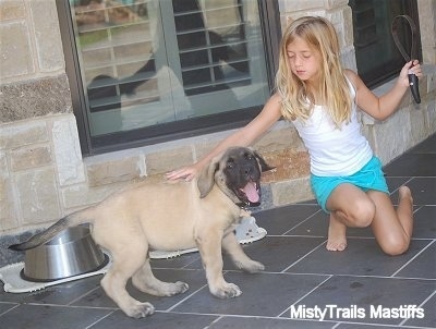 English Mastiff Dogs Pictures