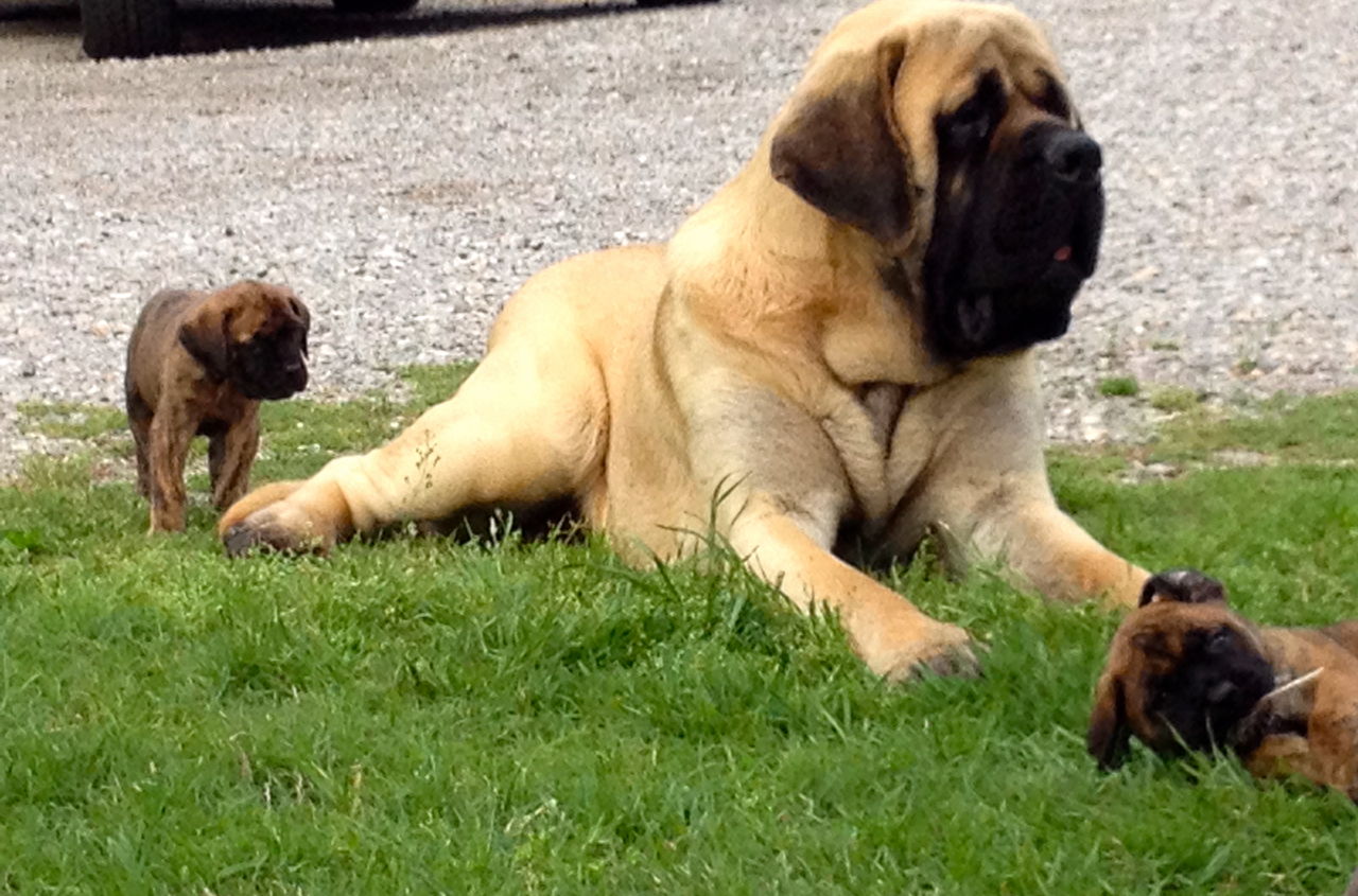 English Mastiff Dogs Pictures