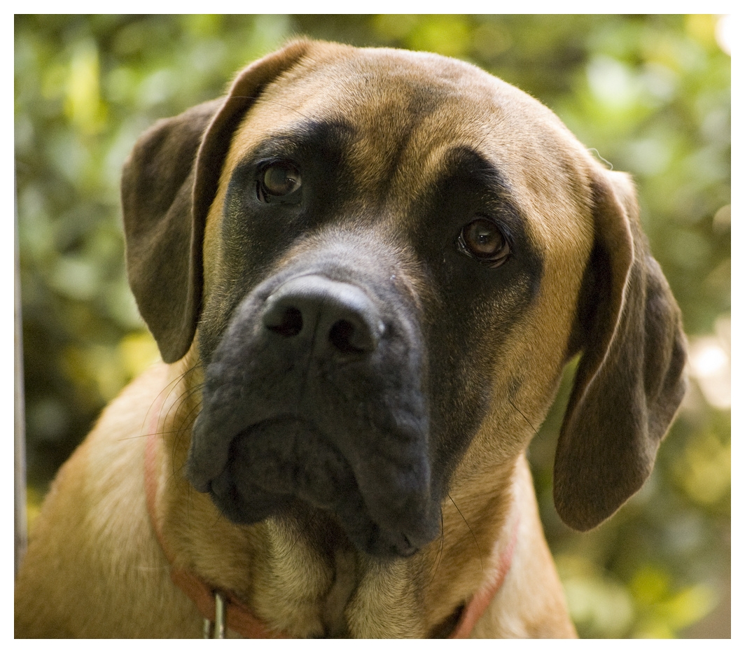 English Mastiff Dogs Pictures