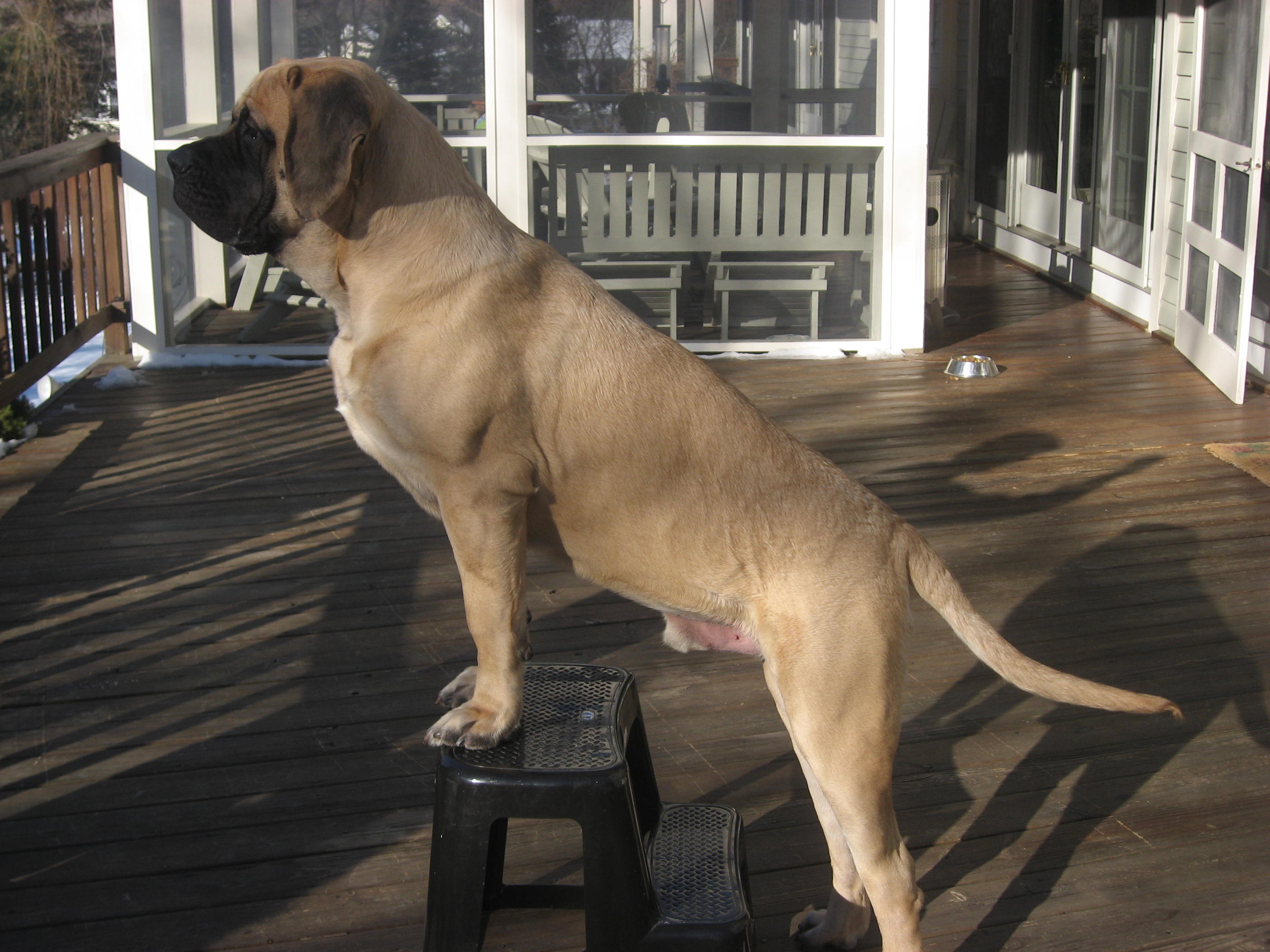 English Mastiff Dogs Pictures