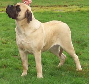 English Mastiff Dogs Pictures