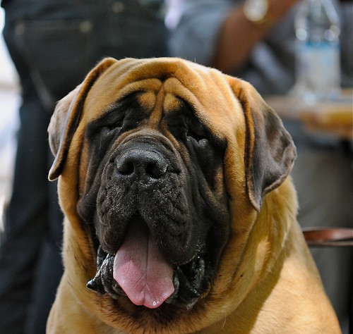 English Mastiff Dogs Pictures