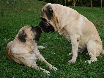 English Mastiff Dogs Pictures