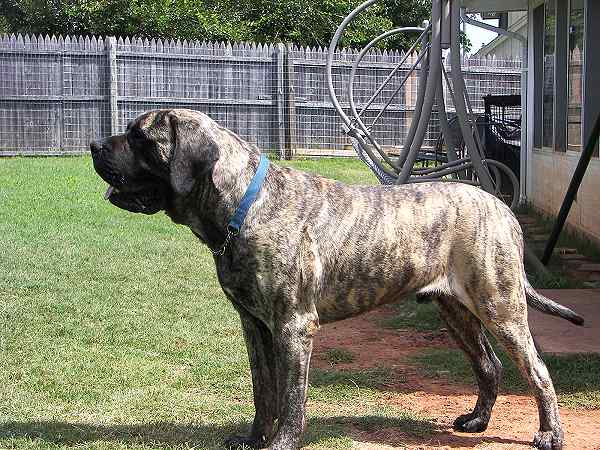 English Mastiff Dogs Pictures