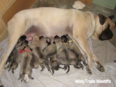 English Mastiff Full Grown